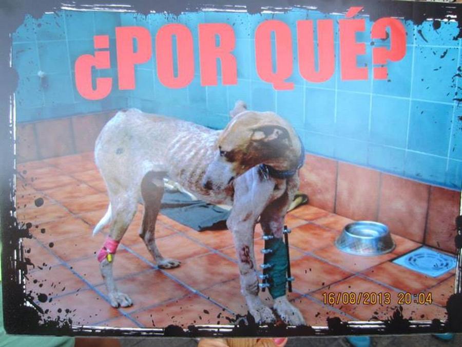 Teneriffas Hunde und das Haus der Hoffnung von Tierarzt fisch+fleisch